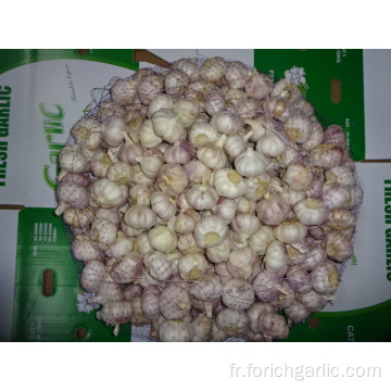 Ail Blanc Normal Frais 5.5cm